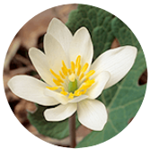 Sanguinaria canadensis