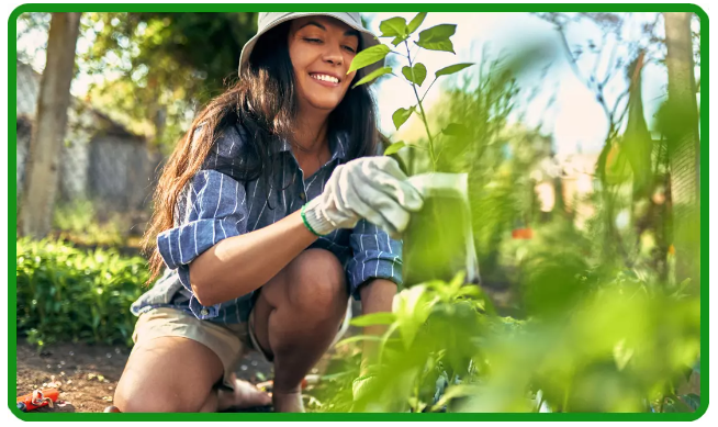 FiberGreens Supplement