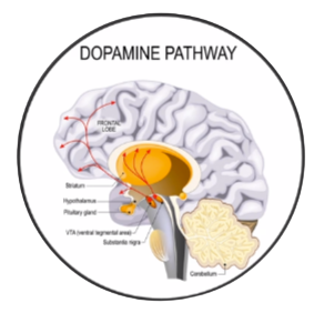 The Parkinson's Protocol