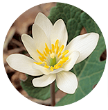 Sanguinaria Canadensis