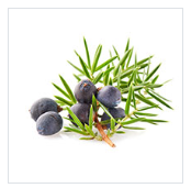 juniper berries